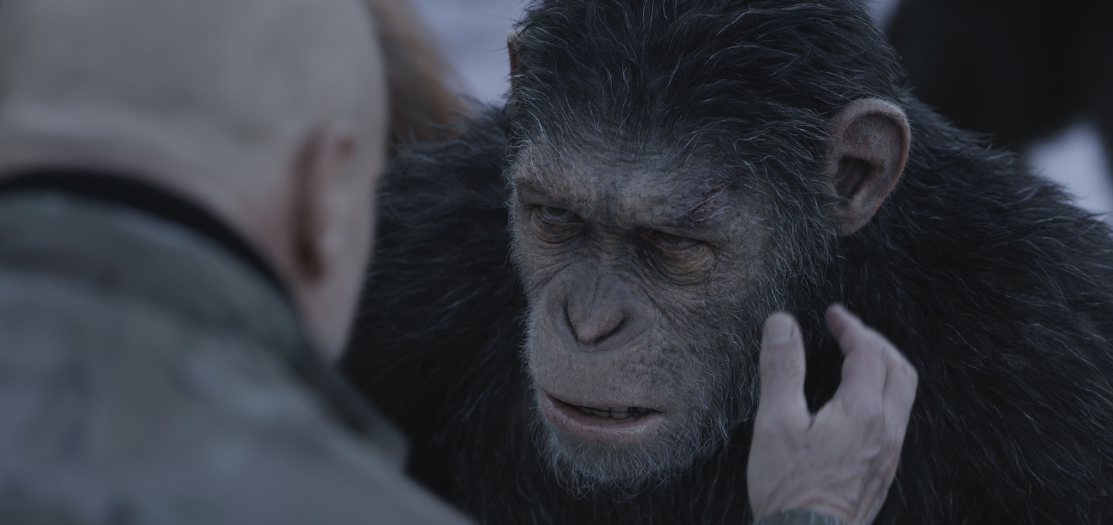 Sunça no Cinema – Planeta dos macacos: A Guerra (2017)